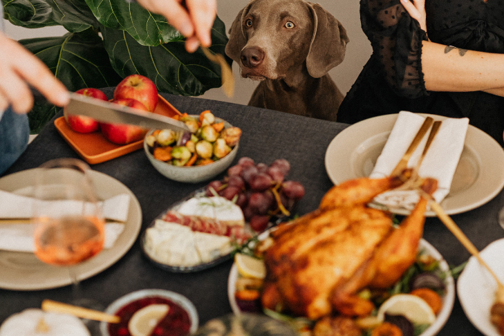 Weimaraner sitting at the dinner table smelling food during Thanksgiving meal
