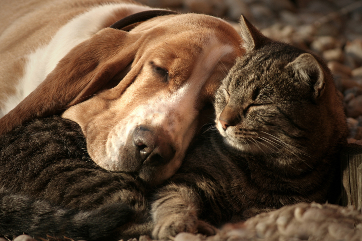 dog and cat cuddling and sleeping