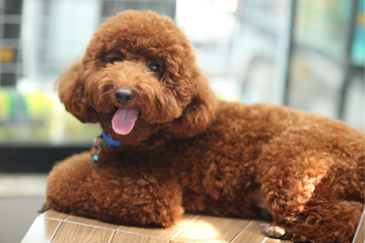Choosing the Right CBD for Your Doodle
