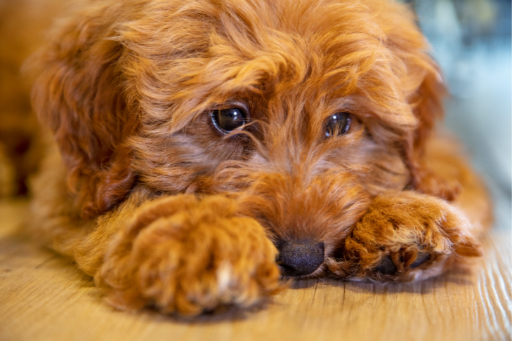 stressed dog