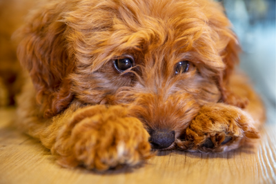 Calming Vests vs. CBD: Choosing the Best Solution for Your Dog