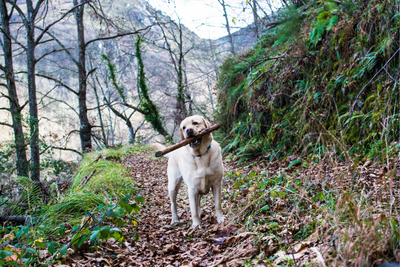 4 Exercises You Can Do With Your Pet