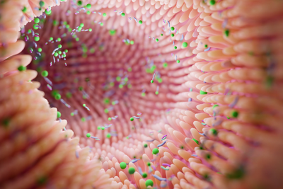 What is a Postbiotic?