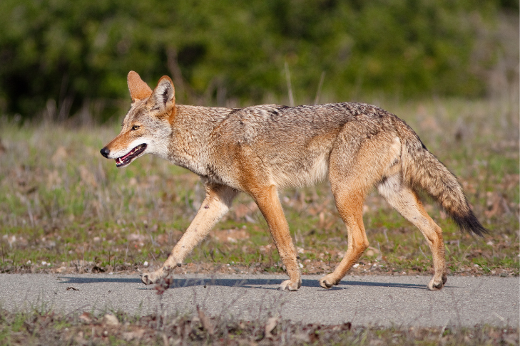 coyote roaming civilization aggresively during coyote mating season