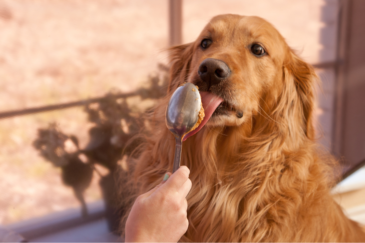dog eating peanut butter from the spoon