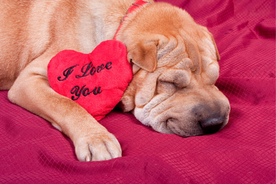 Valentine's Day Gift Guide For Pet Parents