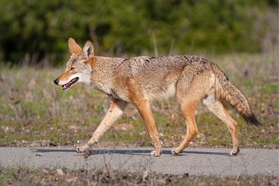 What You Need to Know About Coyote Mating Season
