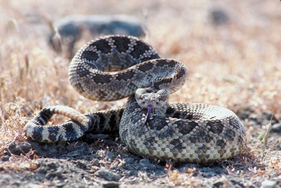 What to Do if Your Dog Encounters a Rattlesnake