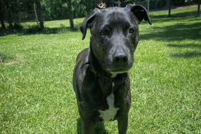 The Inspiring Rescue Story of a Pitbull Mix with Hot Water Burns