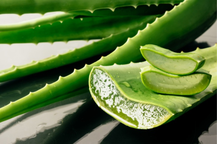 aloe vera plant and the benefits it has on pets and in pet releaf grooming