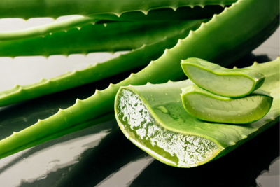 Aloe Vera: The Secret Ingredient in Pet Grooming Products
