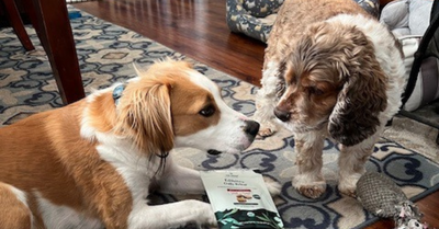 How Two Rescued Dogs Found Their Forever Home After a Rough Start