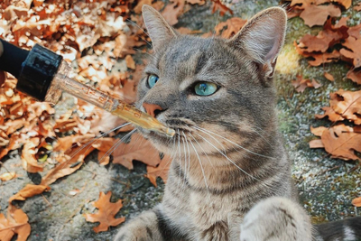 How To Stay Up To Date With Pet Releaf CBD Education and Promotions