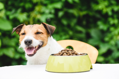 How to Support a Healthy Gut and Digestion in Dogs