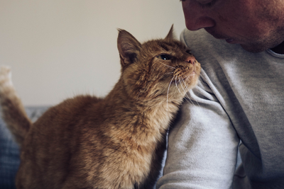 Why Is My Cat Suddenly Clingy?