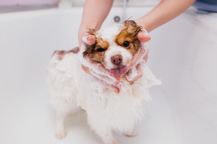 5 Dog Grooming Tips for Summer