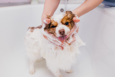 5 Dog Grooming Tips for Summer