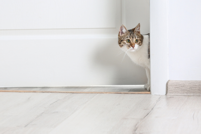 Why Your Cat Is Scared of the Doorbell (and How to Help Calm Them)