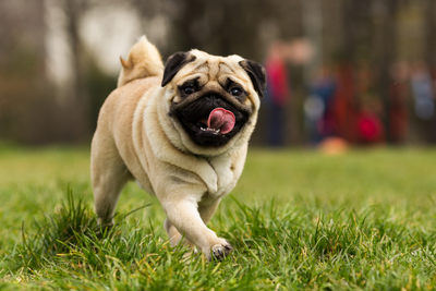 The Ultimate Guide to Probiotics for Dogs: Benefits, Uses, and Tips