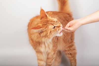 Can You Use Cat Treats to Train Your Cat?