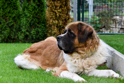 How Much CBD Should Large & Extra-Large Dogs Get?