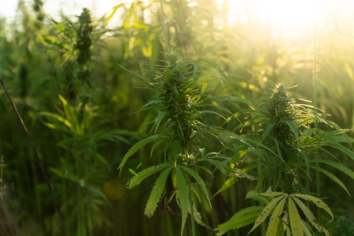 Health Benefits of the Hemp Plant