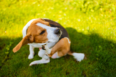 5 Easiest Ways to Soothe Your Pet’s Itchy Skin