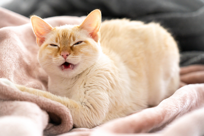 Why Is My Cat Sneezing?