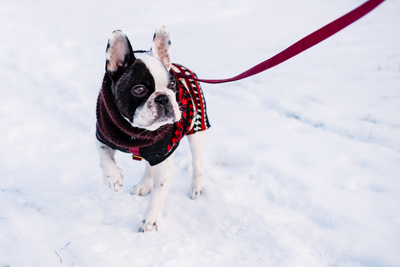 Is It Too Cold to Walk My Dog? Vet-Approved Temperature Tips