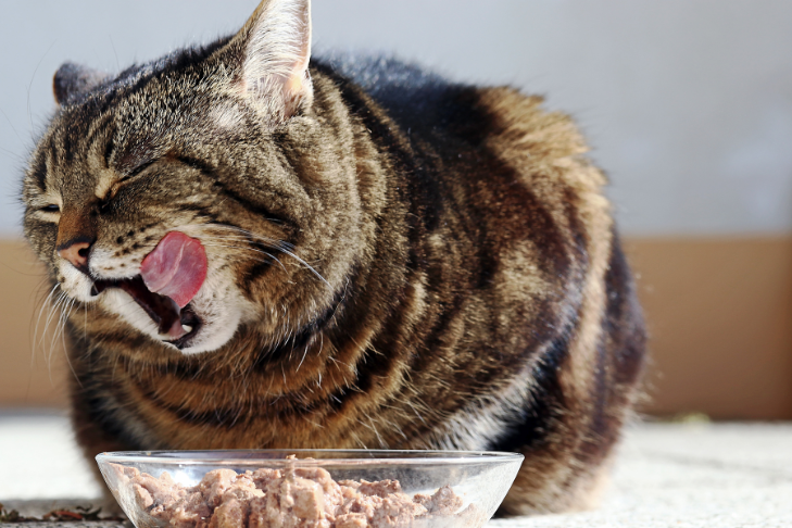How To Help Your Cat’s Digestive System: Tips For Gut Health & Wellness