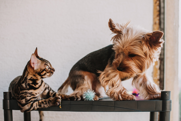 The Importance of Enrichment for Dogs and Cats in Colder Months