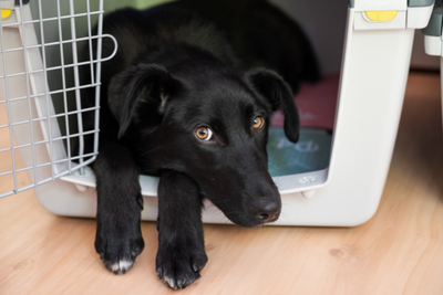 How To Crate Train Your Puppy or Dog