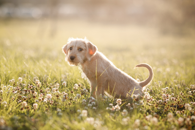 How to Tell If Your Dog Has a UTI: Signs, Causes, and When to See a Vet