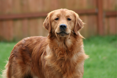 Golden Retriever Life Expectancy and Common Health Issues