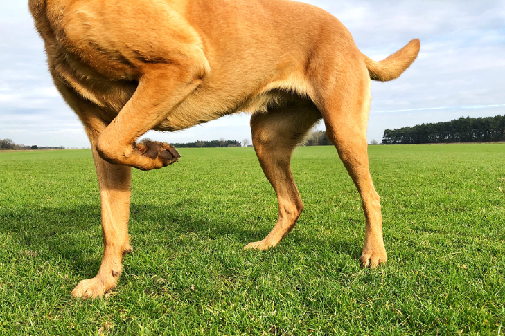 Natural Occasional Discomfort Support for Dogs