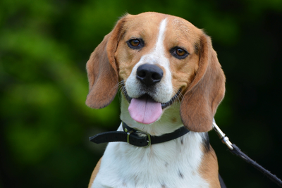Beagle Lifespan and Common Health Issues