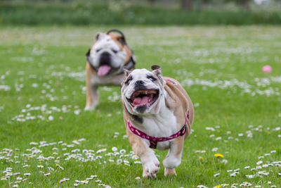 Dog Supplements for Hips and Joints