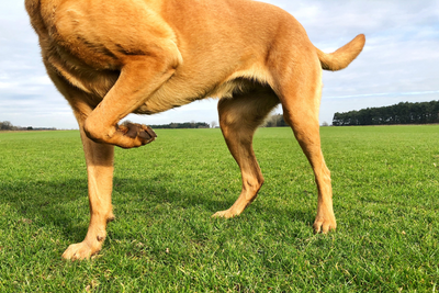 Natural Occasional Discomfort Support for Dogs