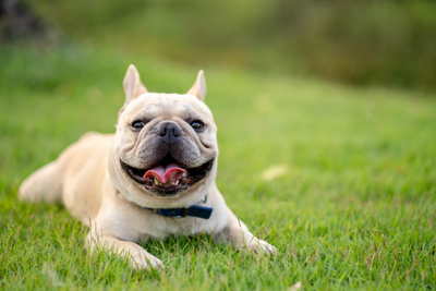 French Bulldog Life Expectancy and Common Health Issues