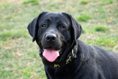 Labrador Retriever Life Span and Common Health Issues