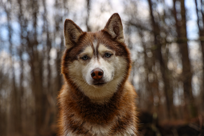 Husky Life Expectancy and Health Problems