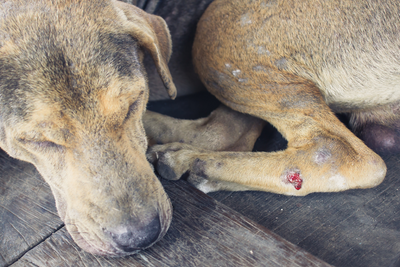 How to Support Occasional Discomfort and Stress in Dogs