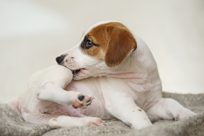 5 Grooming Hacks for Dogs with Seasonal Allergies