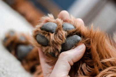 Why Your Dog’s Paws Crack in Cold Weather (and How to Help)