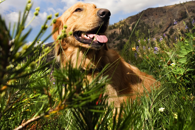 Why Sustainability Matters in the Pet Industry