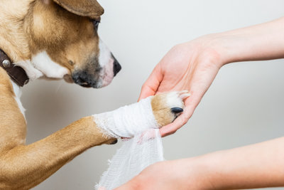 Can You Use Hydrogen Peroxide on Dogs?