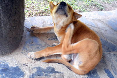 The Most Common Dog Allergies and How to Treat Them