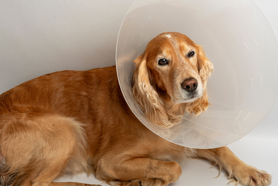 How to Care for Your Dog After Spay or Neuter Surgery