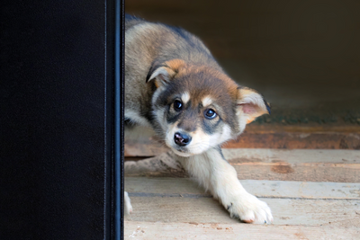 16 Signs Your Dog is Anxious