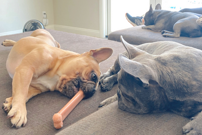 4 Fun Indoor Activities for Your Dog on Hot Summer Days